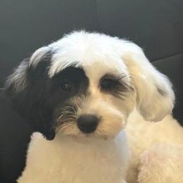 Koda - Black and white male Sheepadoodle puppy in Saint Cloud, Florida from Rising Star Kennels