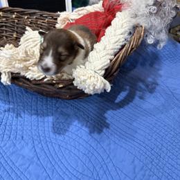 Baker - Sable and white male Collie puppy in Beaver, Oklahoma from Lawson’s Lassies