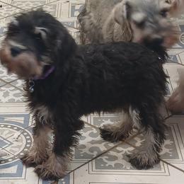 Gidget - Black and silver female Miniature Schnauzer puppy in Ogema, Minnesota from Belinda Donley's Miniature Schnauzer