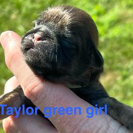 Taylor - Red female Shih Tzu puppy in Bloomfield, Indiana from Meihem Pups