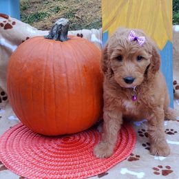 Girl 6 - Labradoodle puppy in Statesville, North Carolina from Labradoodles of the Foothills