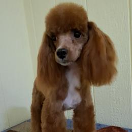 Sazarac - Poodle