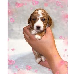 Winter - Red  female Goldendoodle puppy in Kissimmee, Florida from Poodle Doodle Kennels