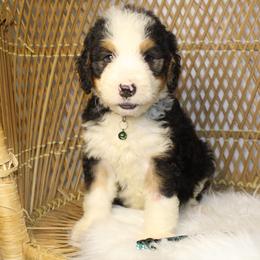 Male 2 - Tri-color male Bernedoodle puppy in Belgreen, Alabama from Scott’s Farm Poodles and Doodles