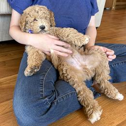 Ryan Sun - Apricot male Goldendoodle puppy in Roy, Utah from Doodles are Amazing