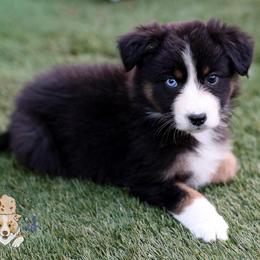 Kitty - Black tri-color female Australian Shepherd puppy in Buena Vista, Colorado from Wigglebutts Unlimited