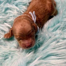 Light Blue - Red  male Goldendoodle puppy in Boise, Idaho from Goldendoodle Baby