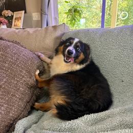 Dale - Black tri male Toy Australian Shepherd puppy in Union Grove, North Carolina from Grove Farm