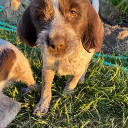 Ranger-George - Brown and gray male Wirehaired Pointing Griffon puppy in Grangeville, Idaho from Happy Hollow Griffons
