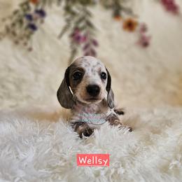 Wellsy - Dapple female Dachshund puppy in Herald, California from Bluegum Dachshunds