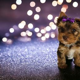 Yorkshire Terrier Puppies from Lady A's Yorkies
