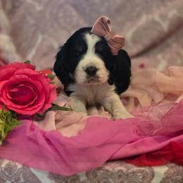 Nova - Black white and tan female English Springer Spaniel puppy in Cookeville, Tennessee from Krossroads Kennel