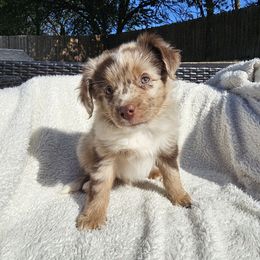 Jalapeno - Red merle male Miniature American Shepherd puppy in Austin, Texas from ATX Mini Aussies