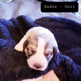 Willow - White and badger female Great Pyrenees puppy in Yucaipa, California from Rusty Horse Ranch Great Pyrenees