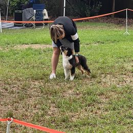 Australian Shepherd Puppies from Flying F Australian Shepherds