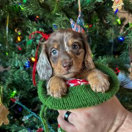 Dachshund Puppies from Thomas Homestead and Rabbitry