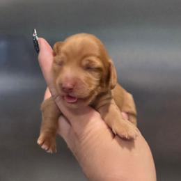 Chocolate Base Red ee - Red female Dachshund puppy in Austin, Colorado from Colorado Mini Dachshunds & Mini Pomskies