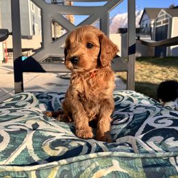 Bernedoodle, Goldendoodle, and Sheepadoodle Puppies from Maplesierradoodles