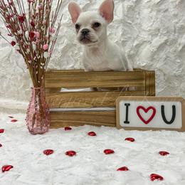 Frost - Cream male French Bulldog puppy in Tulsa, Oklahoma from EvergreenEliteKennel