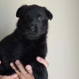 German Shepherd Puppies from Von Schwarzen Herz German Shepherds
