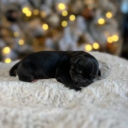 Miniature Australian Shepherd Puppies from Quartz Creek Aussies
