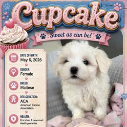 Cupcake - White female Maltese puppy in Justin, Texas from Maltese  puppies DFW