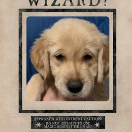 Narcissa - Light golden female Golden Retriever puppy in Orange City, Florida from Sidekick Retrievers
