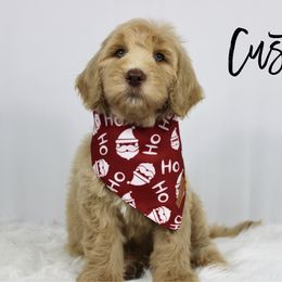 Custard - Cream male Goldendoodle puppy in Casa Grande, Arizona from AzDoodle Dandies