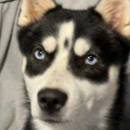 Zeke - Alaskan Klee Kai