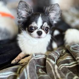 Maxi - Chihuahua