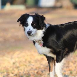 Birdie - Miniature Australian Shepherd