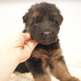 Couersy - Black and red female German Shepherd puppy in Lexington, Virginia from Buffelbach Farmstead Shepherds
