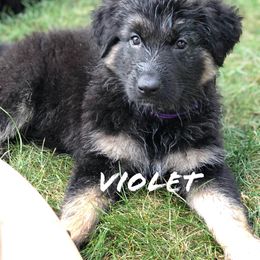 German Shepherd Puppies from Lisa Duchesneau
