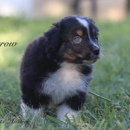 Australian Shepherd Puppies from Knight's Aussies