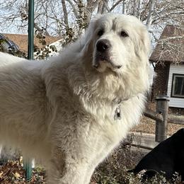 Nova - Great Pyrenees