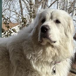 Nova - Great Pyrenees