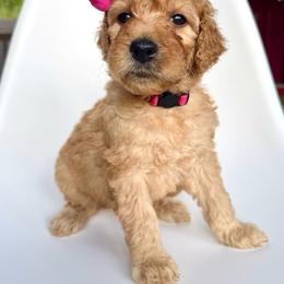Bellini - Apricot female Goldendoodle puppy in Mount Pleasant, Tennessee from Doodle My Heart