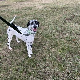 Dalmatian Puppies from Hallmark Dalmatians;