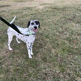 Dalmatian Puppies from Hallmark Dalmatians;