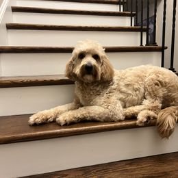 Buttercup - Goldendoodle