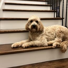 Buttercup - Goldendoodle
