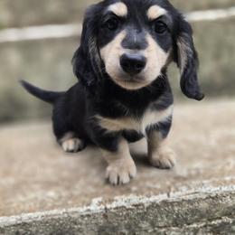 Dachshund Puppies from Pure Joy Dachshunds