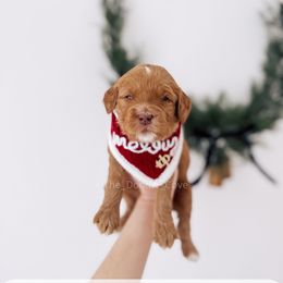 Goose - 12 Days of Christmas - Red  male Goldendoodle puppy in Syracuse, Indiana from The Doodle Cove