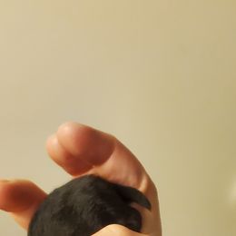 Pomeranian Puppies from Fancy Paws Pomeranian