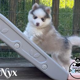 Nyx - Blue female Pomsky puppy in Eastman, Georgia from Once Upon A Pomsky