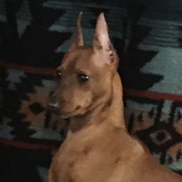 Sky - Miniature Pinscher