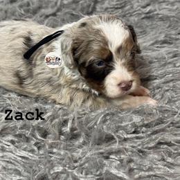 Zack - Red merle male Aussiedoodle puppy in Fort Worth, Texas from Doodles by Dada