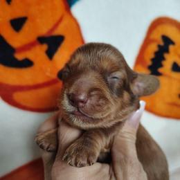 Boy 1 - Chocolate and cream male Dachshund puppy in Clayton, Indiana from Love Struck Miniature Dachshunds