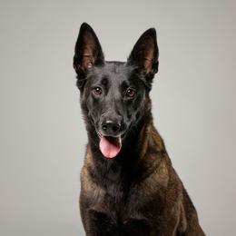 Penelope - Belgian Malinois