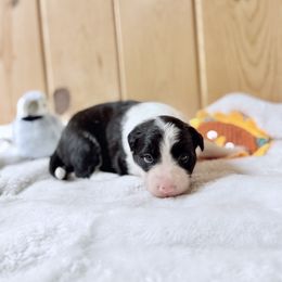 Snapple - Black and white male Border Collie puppy in Owenton, Kentucky from Three16 Ranch